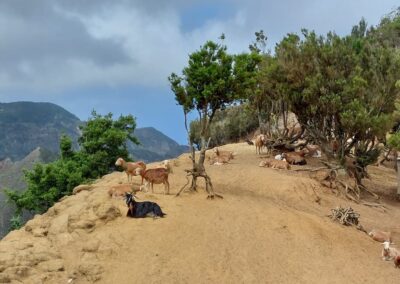 La ganadería caprina es fuente de sustento y economía en las aldeas rurales de Anaga